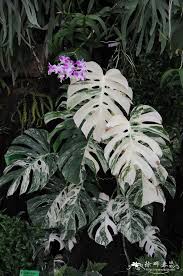 Pin On Plants And Gardens