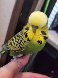 Buy reptiles and other exotic pets from a selection of thousands of animals directly from top quality breeders at prices unmatched anywhere, and get quality advice directly from reptile breeders and experts. Exotic Birds Of Denver 22 Reviews Pet Stores 4796 S Broadway Englewood Co United States Phone Number Yelp