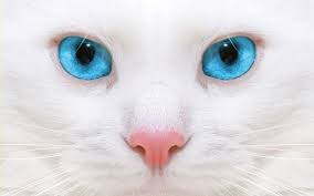 Hd Katten Wallpapers En Foto S Witte Katten Katten En Kittens Dieren Mooi