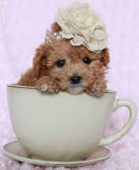 These dogs are often called designer dogs because they were developed to create a dog that combines the best traits of the two breeds. Maltipoo Designer Dog Breed Maltese Poodle Hybrid Info Videos Faqs