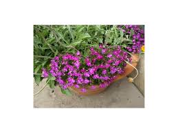 Image result for foto Lobelka