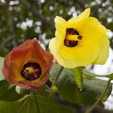 Image result for Hibiscus tiliaceus