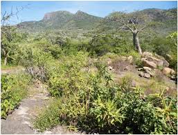 Image result for Schizostephanus alatus