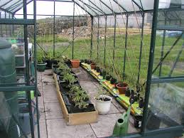 Pick a bush variety of tomato unless you have lots of space. Growing Tomatoes In Pots Or Grow Bags In The Greenhouse