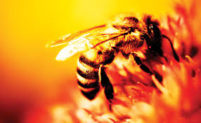 If you live around any of the following cities, you can always count on our help Protecting People And Pollinators Pest Management Professional