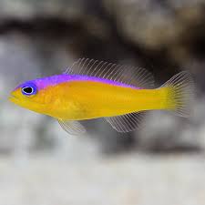 Sw Purple Stripe Dottyback