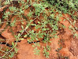 Image result for Sebaea pentandra