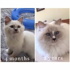 Browse ragdoll cats & kittens for sale. Ragdoll Cat Colors Ragdoll Cat Color Progression And Development