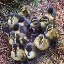 Baby Eendjes Koegelwieck Hoorn Dieren Hoorns