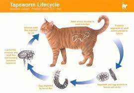 Hey there, i just got two 9 can the worms be passed on to me? Hidden Tapeworms Friendship Hospital For Animals