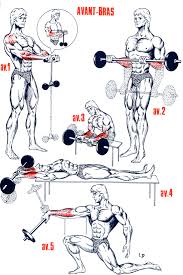 Exercices Avant Bras Et Mollets Exercice Avant Bras Musculation Et Muscler Avant Bras