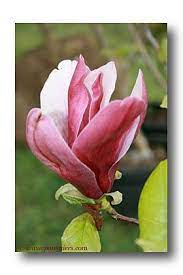 Very Pretty Flower With Even Prettier Colors Magnolia Flower Beautiful Flowers Watercolor Flowers Paintings