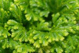 Image result for Selaginella kalbreyeri