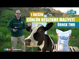 Bir Inek Gunde Kac Kg Yem Yemelidir Ozel Roportaj Youtube