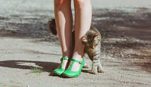 In rubbing, cats deposit the secretion of the sebaceous glands that they have in the temple area (between the eye and ear), around the mouth and at the base of the tail. Why Do Cats Rub Against You It S Because They Love You That S Why