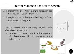Aliran energi pada sebuah rantai makanan adalah. Bab 1 Ruang Lingkup Biologi Peta Konsep Biologi