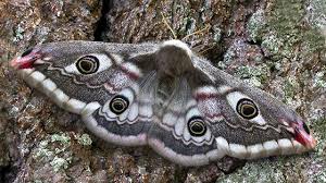 See more of moth on facebook. Uk Moths Nine Of The Most Colourful And Distinctive Natural History Museum