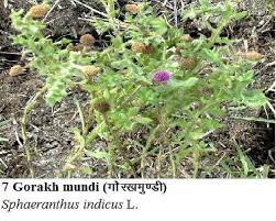 Image result for Sphaeranthus flexuosus