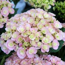 Pin On My Garden Favorites