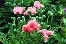 Papaver somniferum seeds are the only ones you want to cultivate opium poppies. How To Grow Poppies Growing Poppies In Pots Papaver