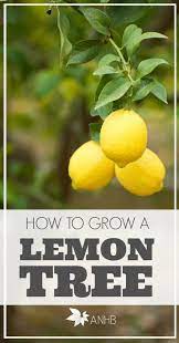How To Grow A Lemon Tree All Natural Home And Beauty How To Grow Lemon Lemon Tree Florida Gardening