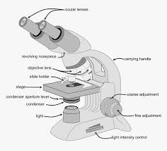 Microscopes are used in almost all types of scientific research, and. Parts Of A Microscope Parts Of A Compound Microscope Hd Png Download Kindpng