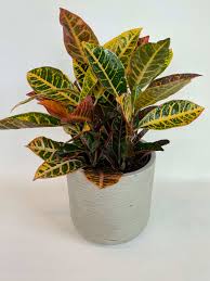 Image result for Codiaeum