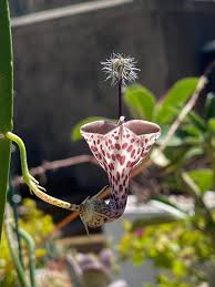 Image result for Ceropegia