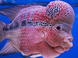 Flower Horn Fish Cool Sea Creatures Fish Ocean Animals