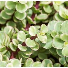 Image result for tbn:HNtrRnQBmFuaxM::www.bluechopsticks.com/img_large/800CC_0805S1015.jpg