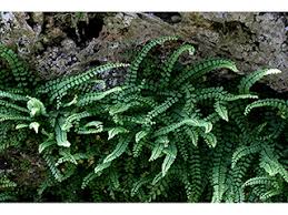 Image result for Asplenium trichomanes