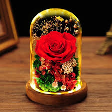 Wherein 'lady godiva' proved well able to sport, and to change her character more than is usual, for 'the fairy' i am sure is a deeper colour in flower and leaf than 'lady godiva. Glass Led Night Light
