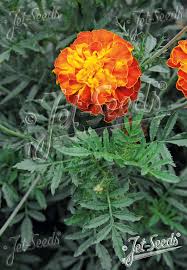 Image result for tagetes)