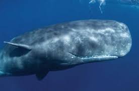 Paus sperma adalah ikan paus bergigi yang sangat besar. Paus Sperma Si Kepala Kotak Bergigi Besar Yang Semakin Rentan