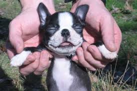 If your new dietary try did not pan out and your bully gi problems persist, please talk to your veterinarian. French Bulldog Smile Can They Smile How To Tell Photos