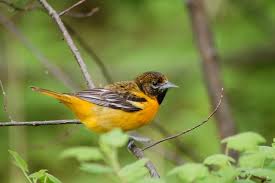 We did not find results for: Appearance Baltimore Oriole Icterus Galbula Birds Of The World