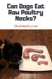 Can Dogs Eat Turkey Necks Raw Chicken Turkey Duck Necks Raw Dog Food Recipes Can Dogs Eat Can Dogs Eat Chicken