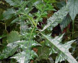 Image result for Acanthus montanus