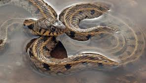 Do garden snakes lay eggs. P1dbnqpzjstgsm