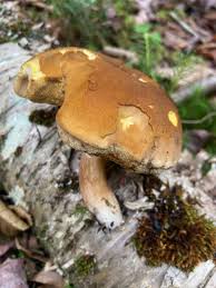 Image result for Xanthoconium sp.