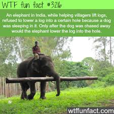 Wtf Facts Funny Interesting Weird Facts Funny Facts Wtf Fun Facts Facts