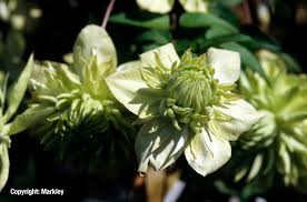 We did not find results for: Clematis Florida Alba Plena Gartenbaumschule Lieven In Wolfsburg
