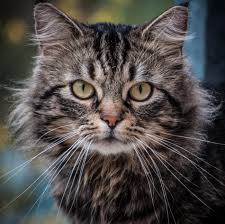 Tekir Kediler Hakkinda Juen Pet Market Blog