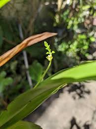 Image result for Polystachya odorata