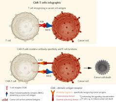 mesothelioma grows in the mesothelial cells, which are found in the membranes that surround most organs in the body. Malignant Mesothelioma Paving The Way For New Therapies Promocell