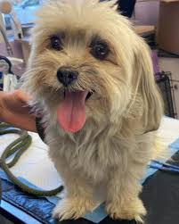 Dog surrendered by elderly owner in Suffolk County NY