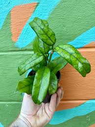 Image result for Microcoelia globulosa