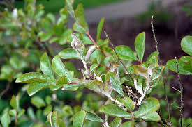 Without the necessary warmth, the tree won't be able to survive. Crape Myrtle Lagerstroemia Spp Powdery Mildew Pacific Northwest Pest Management Handbooks