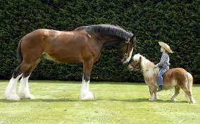 In the united kingdom the shire must not be roan or chestnut. Falabella Horse Google Search Pferderassen Ausgestopftes Tier Grosse Pferde
