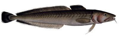 Image result for ling fish